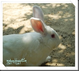 White rabbit2