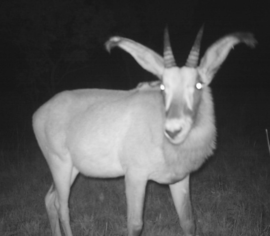 [24_Roan calf2[2].jpg]