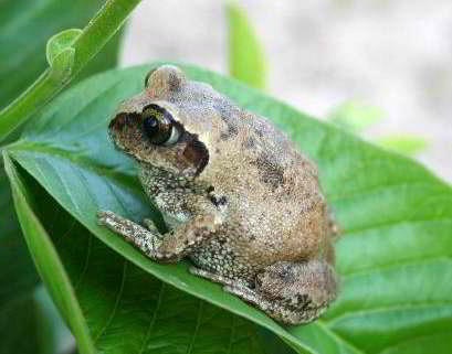 [04_Bocage Tree Frog[2].jpg]