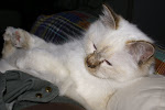 DSC05334.JPG