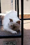 DSC08344.JPG