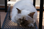 DSC08346.JPG