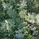 Mariendistel (Silybum marianum)