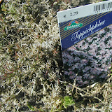 Teppich-Phlox (Phlox douglasii)