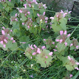 Taubnesseln (Lamium)