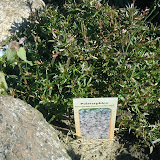Polsterphlox (Phlox subulata)
