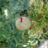 geschlossene Klatschmohnbl&uuml;te (Papaver rhoeas)