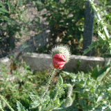 Klatschmohnbl&uuml;te (Papaver rhoeas)