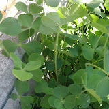 Klee (Trifolium)