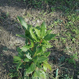 Echte Lorbeer (Laurus nobilis)