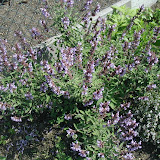 Salbei (Salvia)