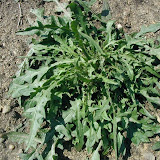 Pippau (Crepis) Pippau (Crepis)