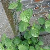 Hartriegel (Cornus)