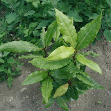 Echte Lorbeer (Laurus nobilis)