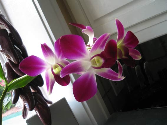 [orchid-3[6].jpg]