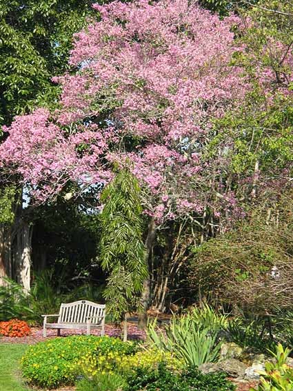 [pink-tree-in-april[4].jpg]