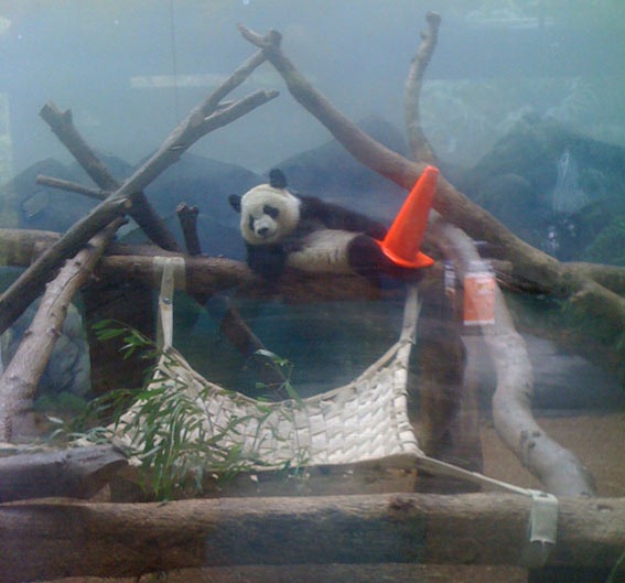 [panda-3[4].jpg]