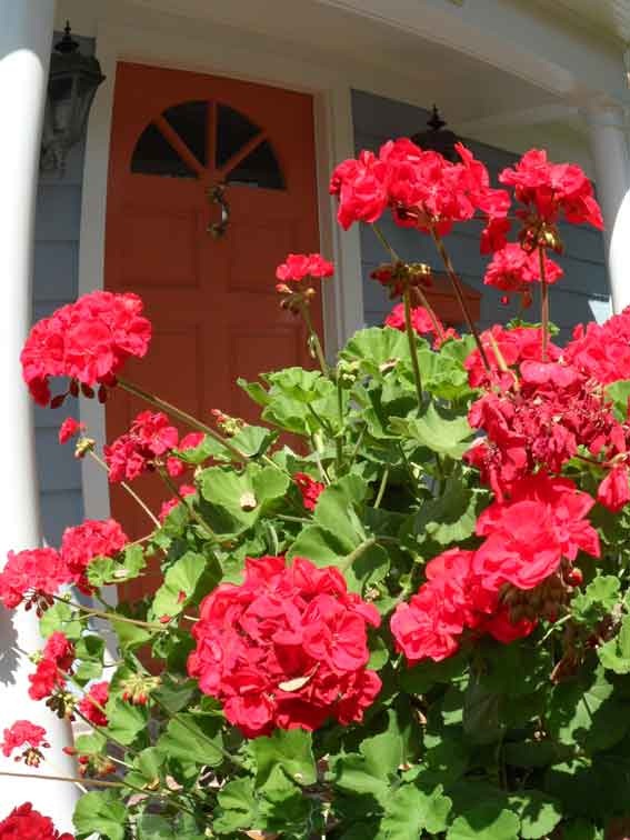 [pelargonia[4].jpg]