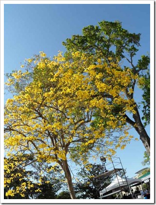 yellow-tree