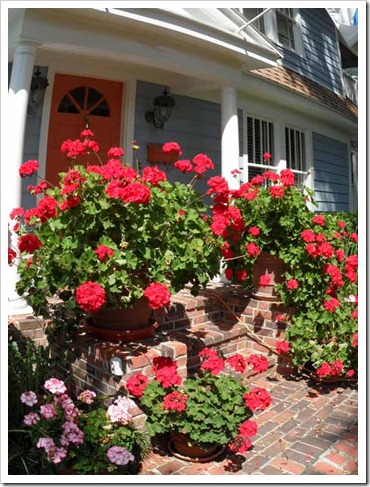 geraniums-2
