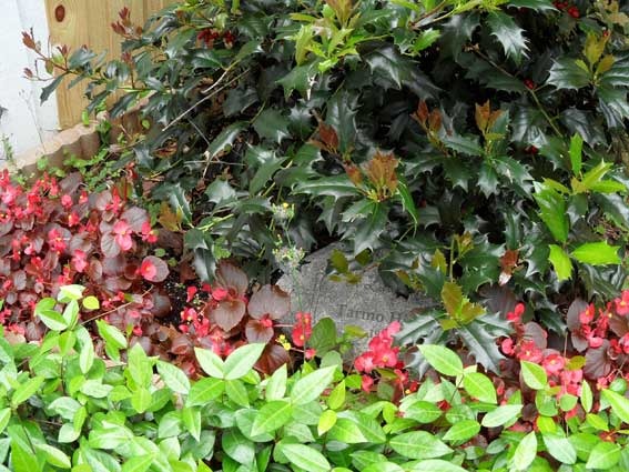 [plants-for-dad[4].jpg]