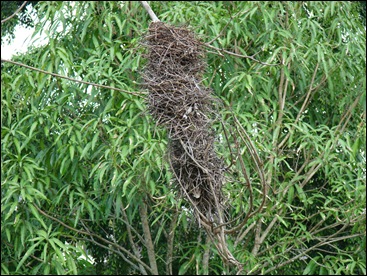 nest