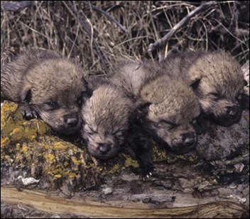 wolf-pups