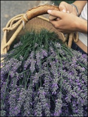 lavender-harvest