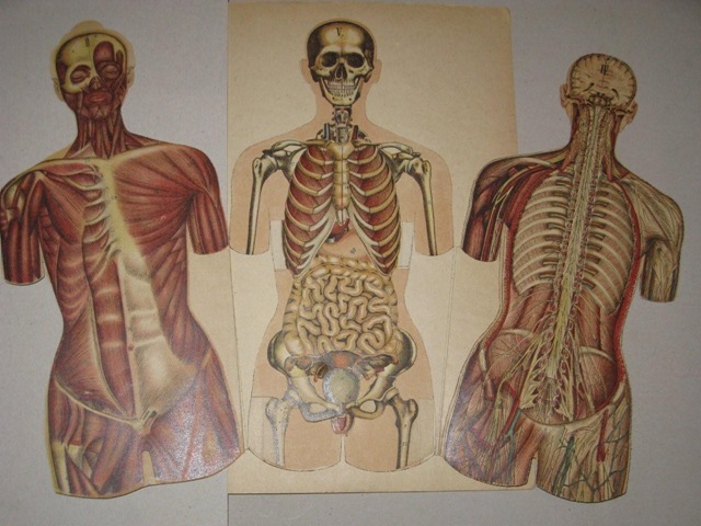 [Anatomische20flapprenten2035.jpg]