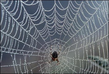 Spider web