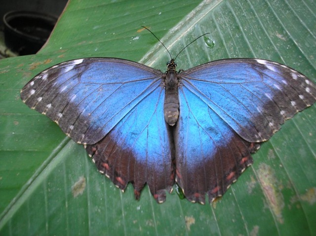 [Blue_Butterfly_Longleat5.jpg]