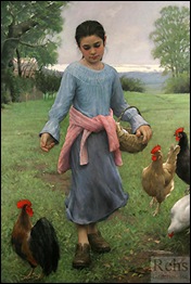 girl feeding her chickens