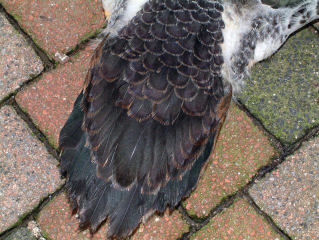[Afbeelding0485.jpg]