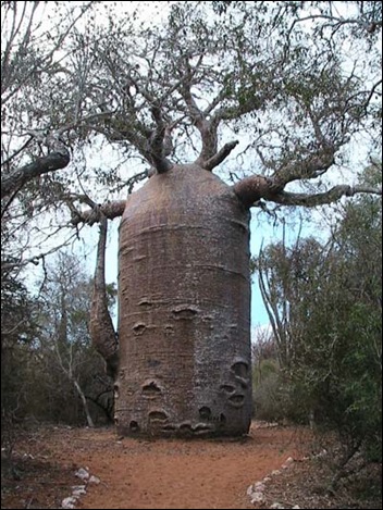 Baobab Tree 