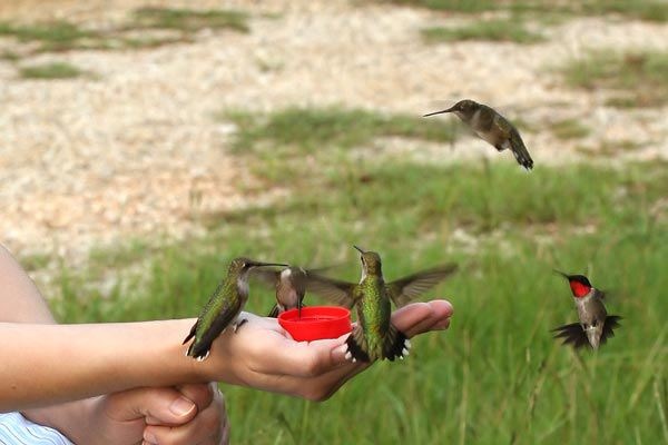 [kolibri6[3].jpg]