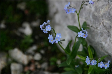 vergeet-me-nietje alpen