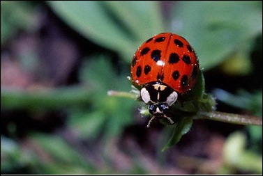 ladybug