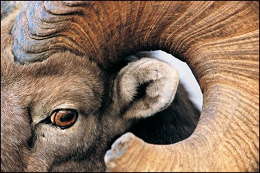 bighorn sheep