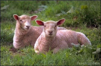 Sheep Sheep