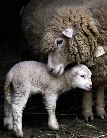 [sheep and lamb[4].jpg]
