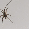 Saltamontes