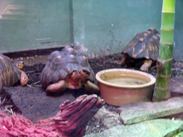 63 Radiated Tortoise