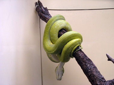 64 Green Tree Python