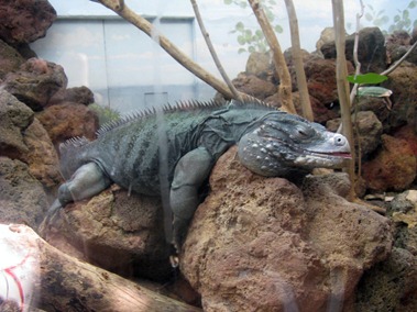 67 Grand Cayman Iguana