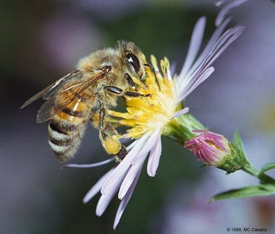 [bee[3].jpg]