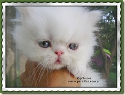 Grimper_Raphael11