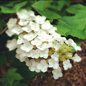Oakleaf hydrangea