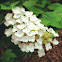 Oakleaf hydrangea