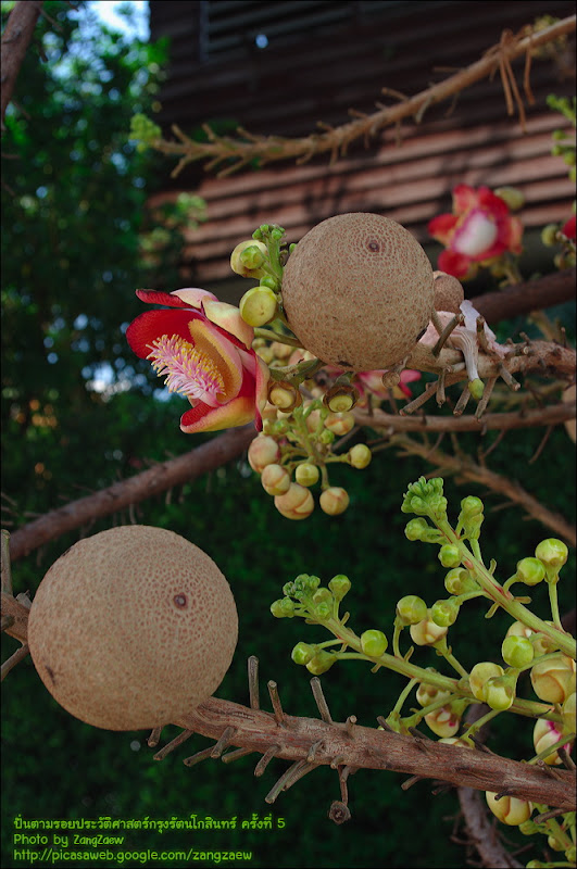 รูปภาพ
