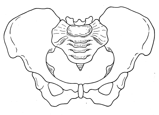 pelvis-female